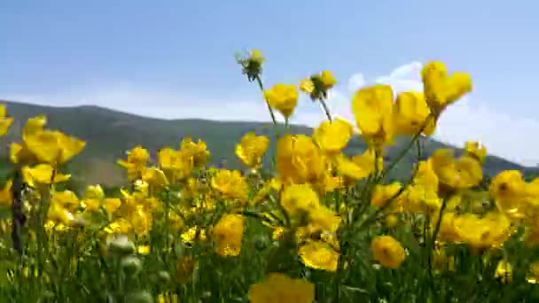 Flores Amarillas Silvestres Revolotean Viento Antecedentes Del Vuelo Fondo Estrés — Vídeos de Stock