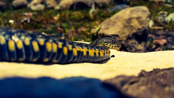 Foco Seletivo Cabeça Réptil Cobra Água Comum Natrix Cobra Natrix — Fotografia de Stock