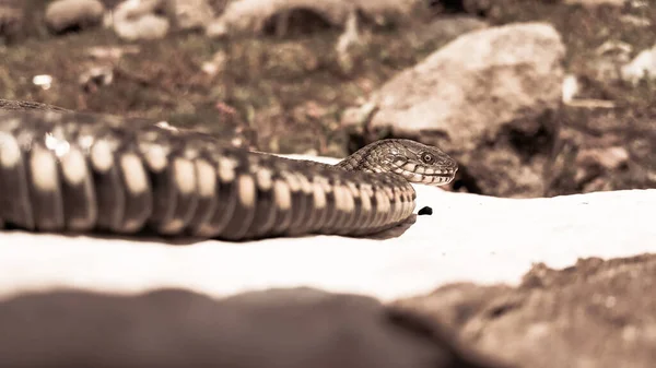 Вибіркове Фокусування Голові Плазуна Common Water Snake Змія Натрікс Лежить — стокове фото