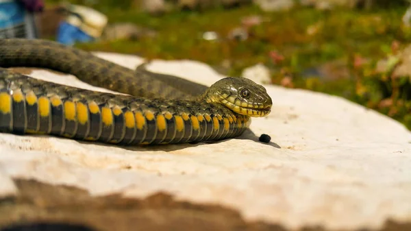 Concentration Sélective Sur Tête Reptile Couleuvre Eau Commune Natrix Serpent — Photo