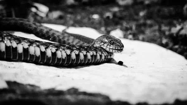 Sürüngenin kafasına seçici bir şekilde odaklan. Sıradan Su Yılanı (Natrix). Yılan Natrix beyaz bir taşın üzerinde yatıyor. Python siyah ve turuncudur. Mora yılanı ileriye bakıyor. Vahşi doğa kavramı..