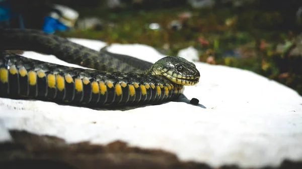 Foco Seletivo Cabeça Réptil Cobra Água Comum Natrix Cobra Natrix — Fotografia de Stock