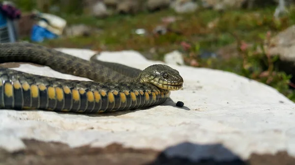 Selektivt Fokus Reptilens Huvud Vanlig Vattenorm Natrix Ormen Natrix Ligger — Stockfoto