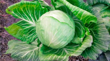 Bir lahana bahçede, üzerinde çiy damgasıyla sabah işaretli, geniş bir açık bırakır, yukarıdan gibi.