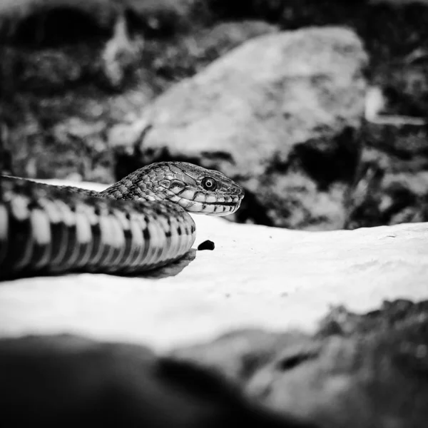 选择性地聚焦于爬行动物的头部 普通水蛇 Natrix 蛇Natrix躺在一块白色的石头上蟒蛇是黑色和橙色的 摩拉蛇向前看 平方英尺 — 图库照片