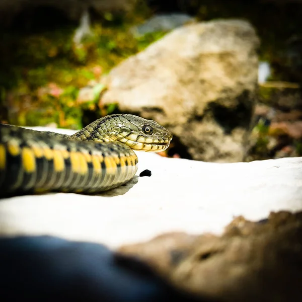 选择性地聚焦于爬行动物的头部 普通水蛇 Natrix 蛇Natrix躺在一块白色的石头上蟒蛇是黑色和橙色的 摩拉蛇向前看 平方英尺 — 图库照片
