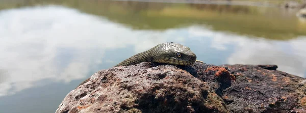 Foco Seletivo Cabeça Réptil Cobra Água Comum Natrix Cobra Natrix — Fotografia de Stock