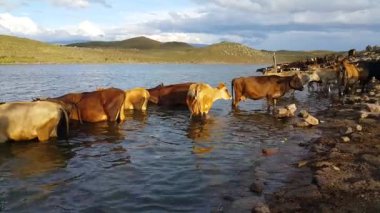 Gölden su içen bir inek sürüsü. Sığırlar. Rezervuardaki memeliler. Hayvancılık gelişimi. Tarım üretiminde kavram.