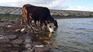 Gölden su içen bir inek sürüsü. Sığırlar. Rezervuardaki memeliler. Hayvancılık gelişimi. Tarım üretiminde kavram.