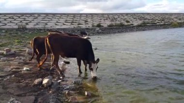 Gölden su içen bir inek sürüsü. Sığırlar. Rezervuardaki memeliler. Hayvancılık gelişimi. Tarım üretiminde kavram.