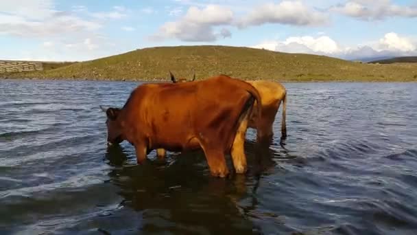 Uma Manada Vacas Beber Água Lago Gado Mamíferos Reservatório Desenvolvimento — Vídeo de Stock