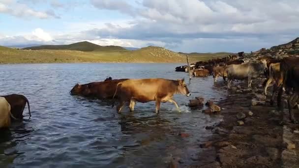 Flock Kor Som Dricker Vatten Från Sjön Nötkreatur Däggdjur Reservoaren — Stockvideo