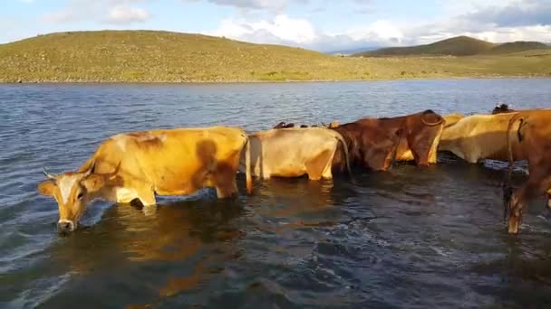 Stádo Krav Které Pije Vodu Jezera Skot Savci Nádrži Rozvoj — Stock video