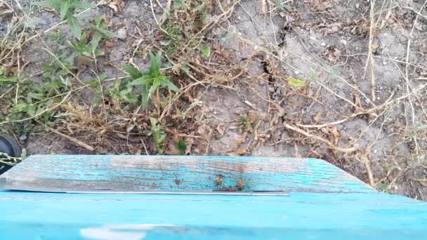 벌들이 둥지에 들어갔다가 나오는 것이다 위에서요 벌통은 일하여 모읍니다 팀워크라는 — 비디오