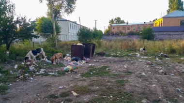 Sokak köpekleri. Doğadaki çöpler. Çöp tenekesi. Sokak psikoloğu çöp tenekelerinden çöp yiyor. Çevre kirliliği. Plastik, kauçuk ve camdan yapılmış çöp yığını. Aç hayvanlar..