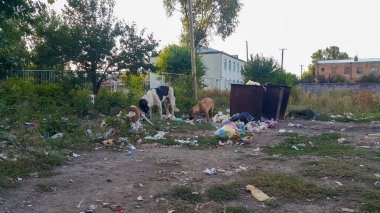 Sokak köpekleri. Doğadaki çöpler. Çöp tenekesi. Sokak psikoloğu çöp tenekelerinden çöp yiyor. Çevre kirliliği. Plastik, kauçuk ve camdan yapılmış çöp yığını. Aç hayvanlar..