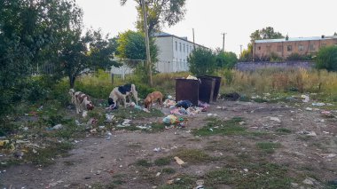 Sokak köpekleri. Doğadaki çöpler. Çöp tenekesi. Sokak psikoloğu çöp tenekelerinden çöp yiyor. Çevre kirliliği. Plastik, kauçuk ve camdan yapılmış çöp yığını. Aç hayvanlar..
