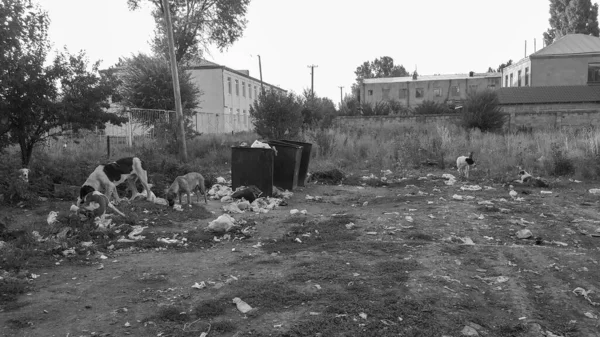 Stray dogs. Garbage in nature. Garbage can. Street psy eat garbage from trash cans. Environmental pollution. Dump made of plastic, rubber and glass. Hungry animals. Black and white photography.