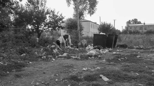 Stray dogs. Garbage in nature. Garbage can. Street psy eat garbage from trash cans. Environmental pollution. Dump made of plastic, rubber and glass. Hungry animals. Black and white photography.