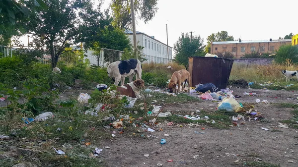 Cães Rasteiros Lixo Natureza Uma Lata Lixo Rua Psy Comer — Fotografia de Stock