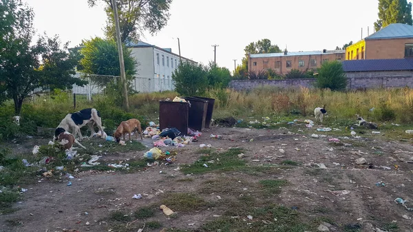 Stray dogs. Garbage in nature. Garbage can. Street psy eat garbage from trash cans. Environmental pollution. Dump made of plastic, rubber and glass. Hungry animals.