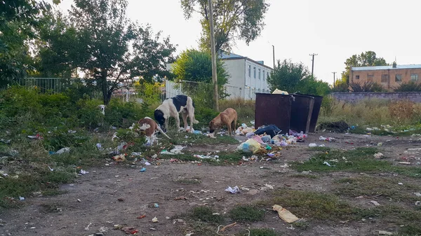 Sokak köpekleri. Doğadaki çöpler. Çöp tenekesi. Sokak psikoloğu çöp tenekelerinden çöp yiyor. Çevre kirliliği. Plastik, kauçuk ve camdan yapılmış çöp yığını. Aç hayvanlar..