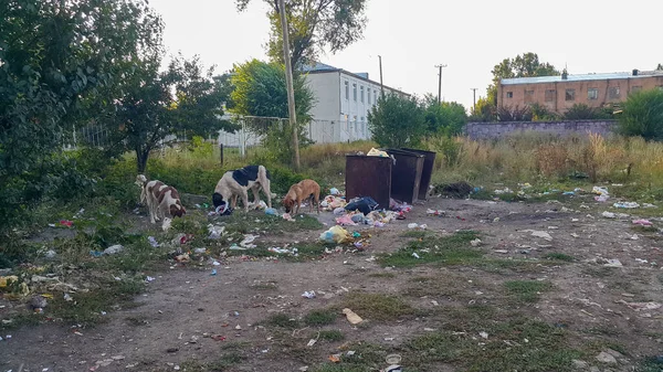 Sokak köpekleri. Doğadaki çöpler. Çöp tenekesi. Sokak psikoloğu çöp tenekelerinden çöp yiyor. Çevre kirliliği. Plastik, kauçuk ve camdan yapılmış çöp yığını. Aç hayvanlar..