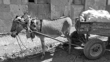 At arabalı ve kargolu bir eşek. Eşeğin çizdiği arabaların üzerinde. Evcil hayvan. Ağır bir boyunduruk. Kargo ve çanta taşıma asistanı. Eski günlerdeki gibi. Çalışma ve yoksulluk kavramı. Siyah beyaz fotoğraf..