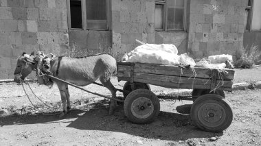 At arabalı ve kargolu bir eşek. Eşeğin çizdiği arabaların üzerinde. Evcil hayvan. Ağır bir boyunduruk. Kargo ve çanta taşıma asistanı. Eski günlerdeki gibi. Çalışma ve yoksulluk kavramı. Siyah beyaz fotoğraf..