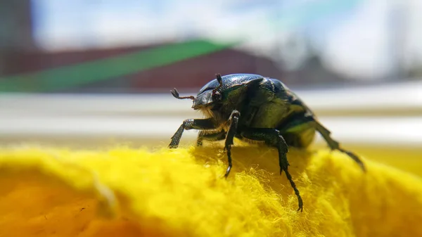 Grüner Junikäfer Selektive Fokussierung Auf Den Käferkopf Insekten Aus Nächster — Stockfoto