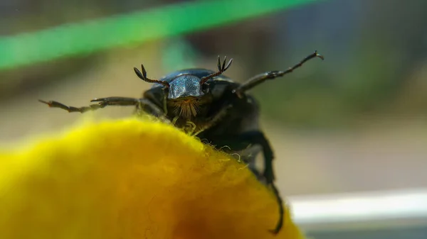 Escarabajo Verde Junio Enfoque Selectivo Cabeza Del Escarabajo Insectos Primer —  Fotos de Stock