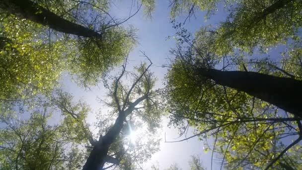 Kamera Vzhlédne Zářícímu Slunečnímu Svitu Podívá Přes Vrcholky Stromů Hustého — Stock video