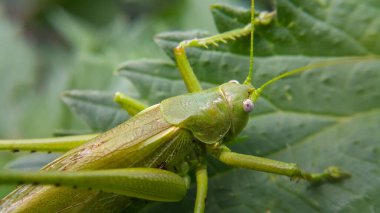 Büyük yeşil çekirge bir yaprağın üzerinde oturuyor, seçilmiş odak noktası sadece kafasıdır. Vahşi hayvanlar ve böcekler. Yeşil arka plan. Yakın mesafeden çekilmiş..