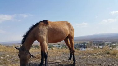 Kırsal bir yolda, bir ipe bağlı kahverengi bir at duruyor. Evcil hayvan. 4K video.