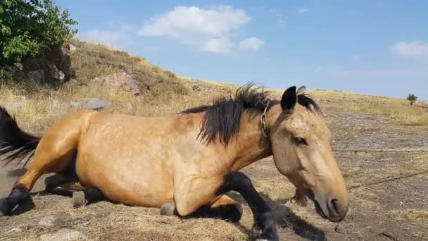 Hnědý Kůň Hraje Zemi Otočí Záda Pak Stojí Venkovské Silnici — Stock video