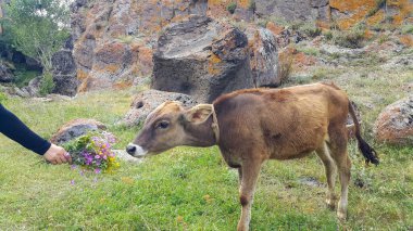 Otlakta ipe bağlanmış küçük bir buzağı. O, çiçeklerle elini uzattı ve onu beslemek için ineğe uzandı. Tarım arazisindeki çok güzel çayırlar..