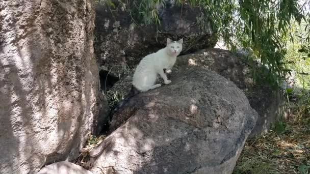 Чорно Біла Дика Кішка Живе Природі Скелястій Місцевості Біля Дерев — стокове відео