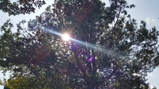 夏天或春天的绿色自然4K视频背景 柔和细腻的阳光背景在公园或森林里生长的树枝之间 太阳光和光束穿过树枝和树叶 — 图库视频影像