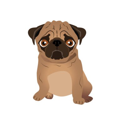 güzel pug evcil köpek 
