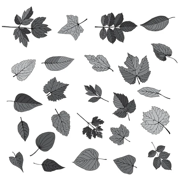 Feuilles Arbres Été Numérisées Dans Vecteur Colorées Dans Les Ombres — Image vectorielle