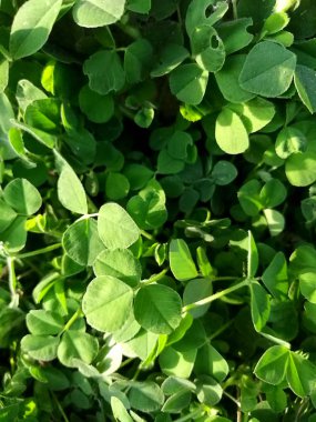 Arka plan Yeşil yonca yaprağı ile