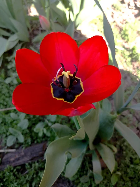 Rote Tulpe Mit Der Schwarzen Mitte Und Grün Hintergrund — Stockfoto