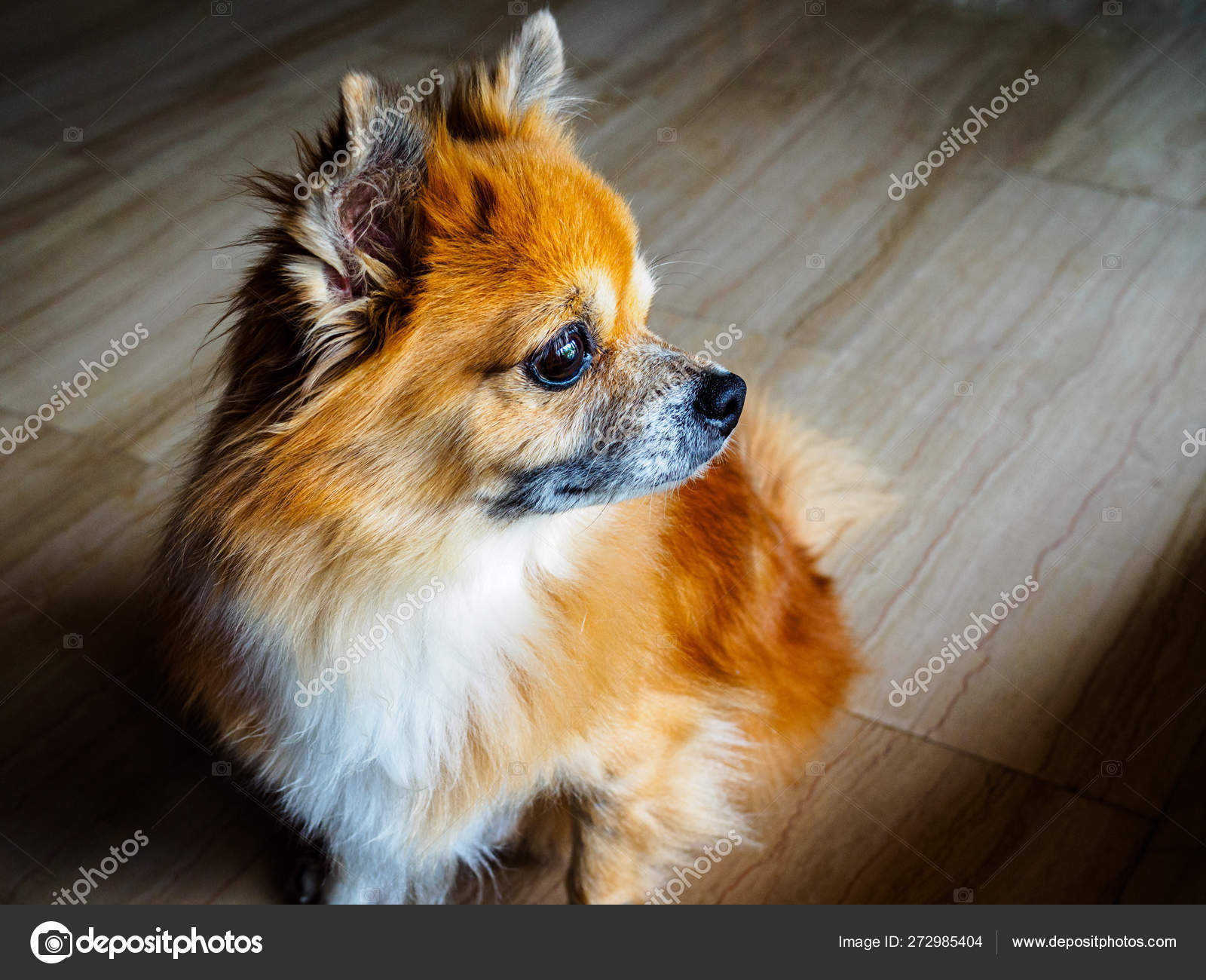 SPRUNG YEARS SPRUNG YEARS, image size:1600x1300