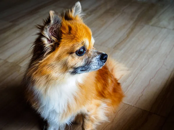 Small senior mixed breed rescue dog of pomperanian and chihuahua — Stock Photo, Image