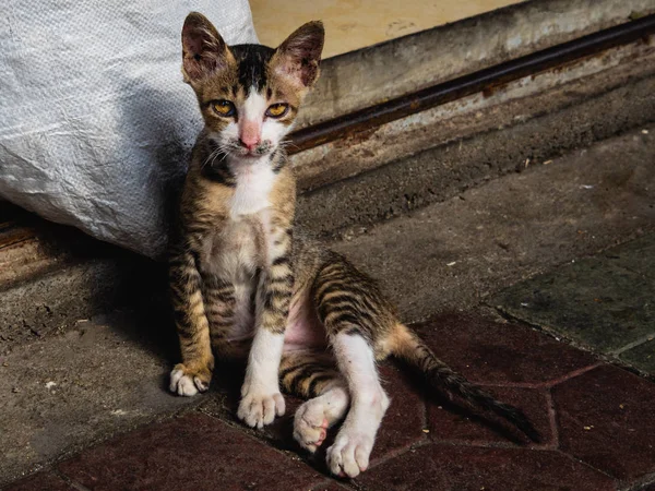 Sokaklarda bir sokak kedi doğrudan kameraya bakarak