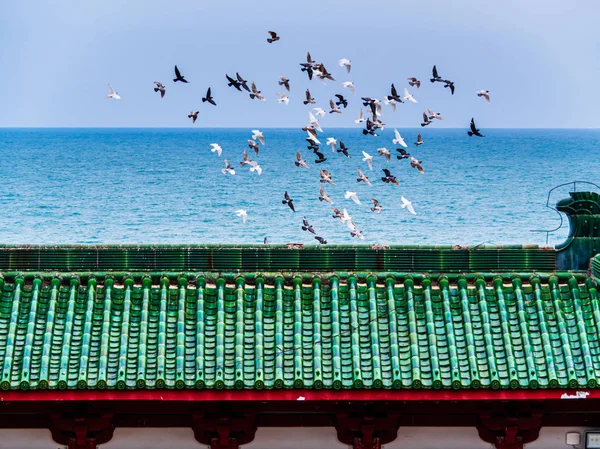 A flock of birds in flight above the roof of a Chinese temple — Stock Photo, Image