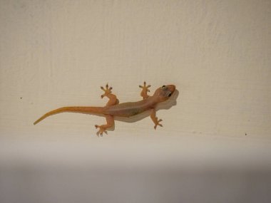 Ev kertenkelesi / kertenkele (Hemidactylus franatus) Singapur 'un güneydoğusunda bir duvarda sürünüyor.