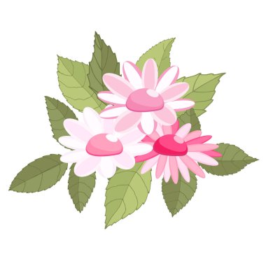 Papatya çayı zarif bir kart. Güzel bir buket pembe çiçek ve yapraklar. Çiçek aranjmanı arka planda izole edilmiş. Tebrik kartı ve düğün davetiyesi, doğum günü. - Kırmızı. Vektör illüstrasyonu.