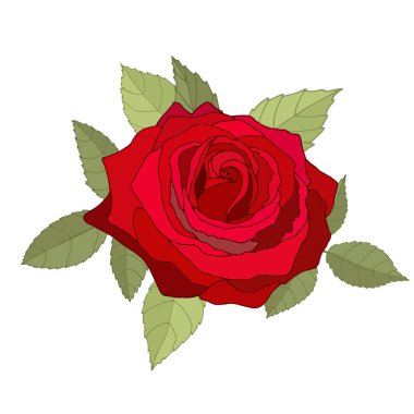 Beyaz arka plan üzerine kurulmuş klasik çiçekler. Gül zarif kartı. Güzel bir buket pembe çiçek ve yapraklar. Tebrik kartı ve düğün davetiyesi, doğum günü. Vektör çizimi. Kırmızı. 