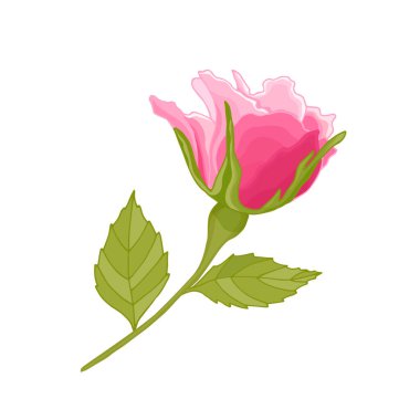 Beyaz arka plan üzerine kurulmuş klasik çiçekler. Gül zarif kartı. Güzel bir buket pembe çiçek ve yapraklar. Tebrik kartı ve düğün davetiyesi, doğum günü. Vektör çizimi. Kırmızı. 